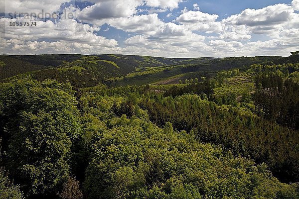 Ausblick vom Küppelturm auf den Naturpark Arnsberger Wald  Sauerland  Nordrhein-Westfalen  Deutschland  Europa