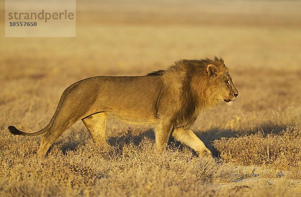 Löwe (Panthera leo)  Männchen im Morgenlicht  Etosha-Nationalpark  Namibia  Afrika