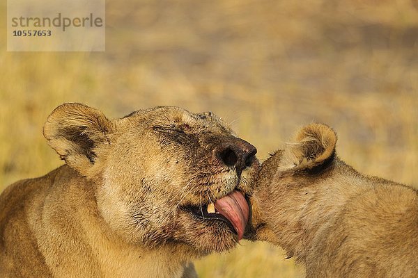 Löwen (Panthera leo)  Weibchen beleckt Jungtier nach dem Fressen  Savuti  Chobe-Nationalpark  Botswana  Afrika