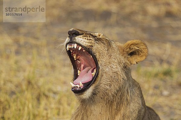 Löwe (Panthera leo)  subadultes Männchen  gähnend  Savuti  Chobe-Nationalpark  Botswana  Afrika