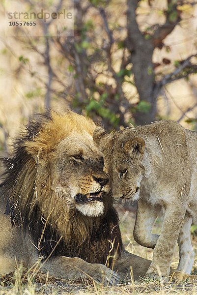 Lion (Panthera leo)  Gruß zwischen Männchen und Jungtier  Savuti  Chobe-Nationalpark  Botswana  Afrika