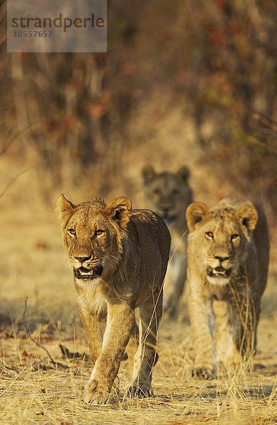 Löwen (Panthera leo)  drei subadulte männliche Jungtiere  Savuti  Chobe-Nationalpark  Botswana  Afrika