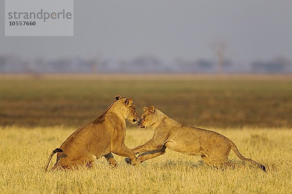 Löwen (Panthera leo)  zwei Löwinnen spielen  Morgendämmerung  Savuti  Chobe-Nationalpark  Botswana  Afrika