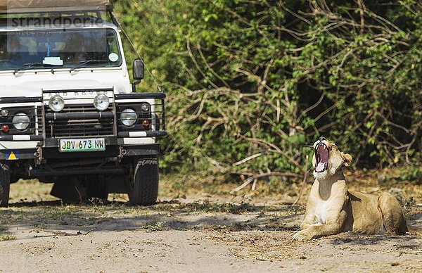 Löwe (Panthera leo)  Löwin gähnt  Touristenfahrzeug  Chobe-Nationalpark  Botswana  Afrika