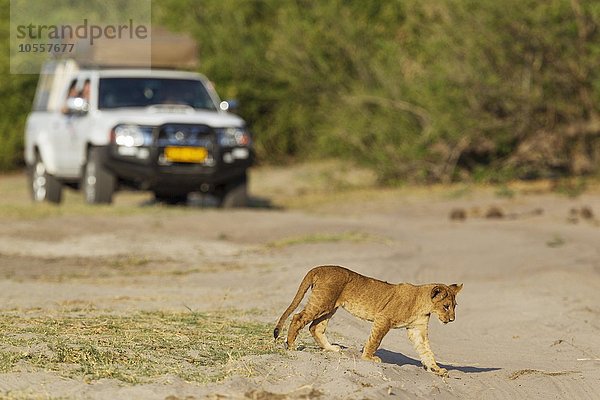 Lion (Panthera leo)  Jungtier  und Touristenfahrzeug  Chobe-Nationalpark  Botswana  Afrika