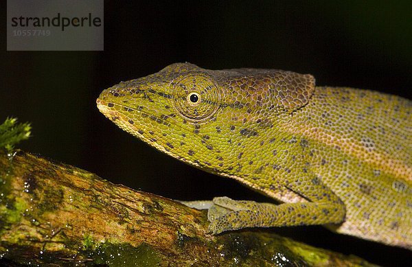 Chamäleon (Calumma glawi)  Männchen  Regenwald von Ranomafana Nationalpark  südliches Hochland  Madagaskar  Afrika