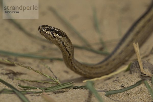 Mahafalynatter (Mimophis mahfalensis)  Isalo Nationalpark  Madagaskar  Afrika