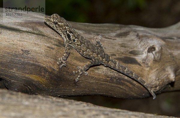 Zwerggecko (Lygodactylus verticillatus) auf Ast  Trockenwald von Zombitse-Vohibasia National Park  Süd-Madagaskar  Madagaskar  Afrika