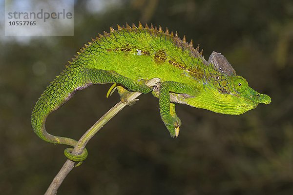 Antimena-Chamäleon (Furcifer antimena)  Männchen  Süd-Madagaskar  Madagaskar  Afrika