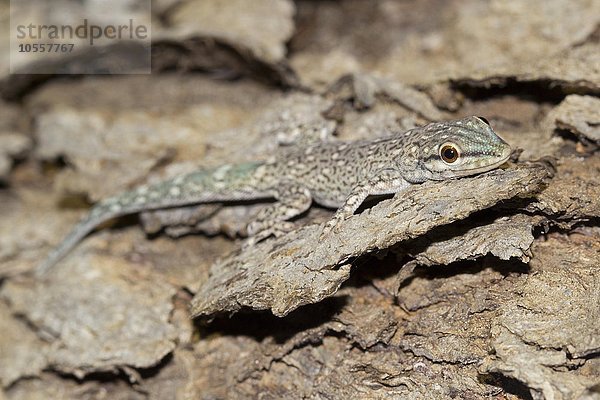 Zwerggecko (Lygodactylus tolampyae)  Ifaty-Mangily  Süd-Madagaskar  Madagaskar  Afrika