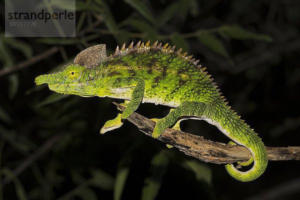 Antimena-Chamäleon (Furcifer antimena)  Männchen  Ifaty-Mangily  Süd-Madagaskar  Madagaskar  Afrika