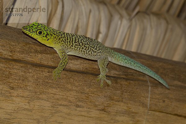 Standings Taggecko (Phelsuma standingi) auf Holzbalken unterm Dach  Ifaty-Mangily  Süd-Madagaskar  Madagaskar  Afrika