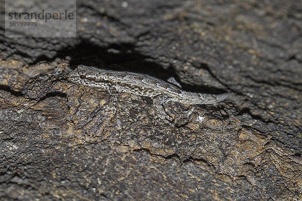 Zwerggecko (Lygodactylus verticillatus)  getarnt  Ifaty-Mangily  Süd-Madagaskar  Madagaskar  Afrika