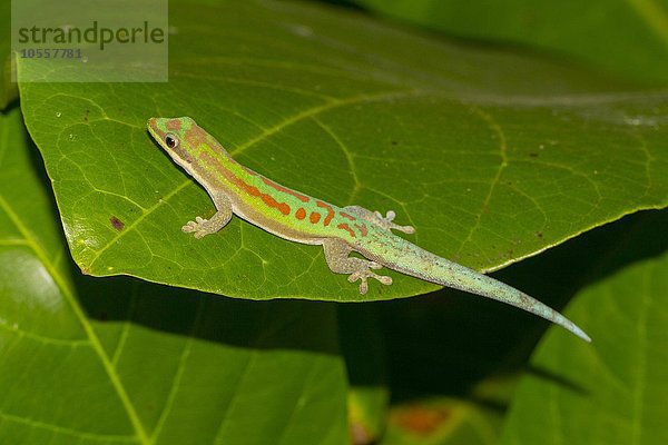 Glattbäuchiger Taggecko (Phelsuma modesta leiogaster) auf Blatt  Männchen  Ifaty-Mangily  Süd-Madagaskar  Madagaskar  Afrika