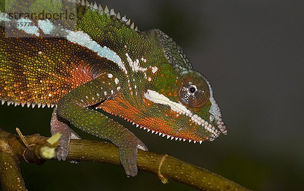 Pantherchamäleon (Furcifer pardalis)  Männchen  Insel Nosy Mangabe  Bucht von Antongil  Nordost-Madagaskar  Madagaskar  Afrika