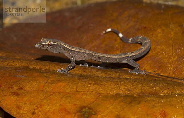 Zwerggecko (Ebenavia inunguis) auf Blatt  Insel Nosy Mangabe  Bucht von Antongil  Nordost-Madagaskar  Madagaskar  Afrika