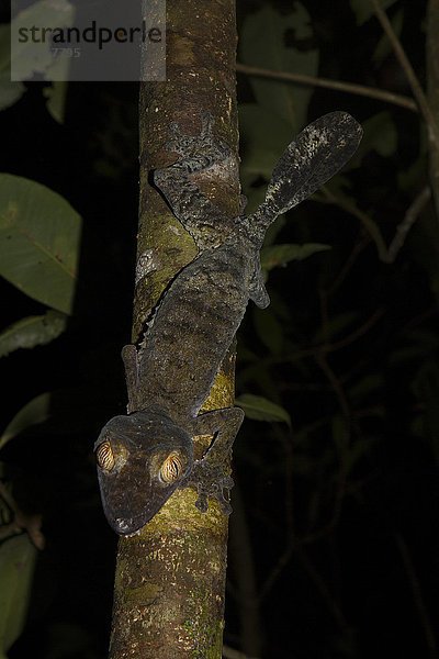 Blattschwanzgecko (Uroplatus fimbriatus) an Baumstamm  Insel Nosy Mangabe  Bucht von Antongil  Nordost-Madagaskar  Madagaskar  Afrika