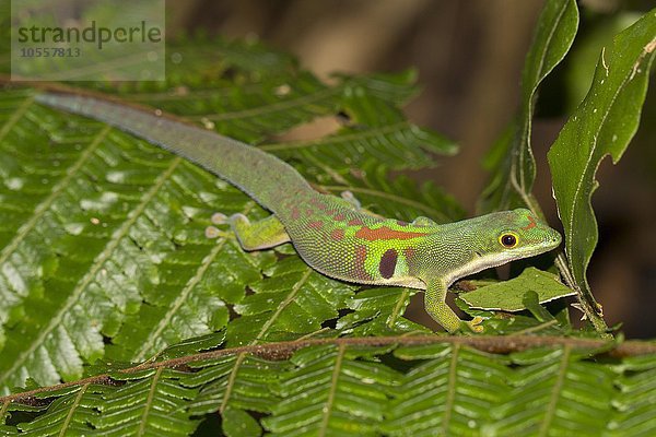 Pfauenaugen-Taggecko (Phelsuma quadriocellata lepida) auf Farn  Regenwald von Marojejy Nationalpark  Nordost-Madagaskar  Madagaskar  Afrika