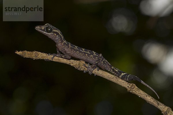 Großkopfgecko (Paroedura gracilis) auf Ast  Regenwald von Marojejy Nationalpark  Nordost-Madagaskar  Madagaskar  Afrika