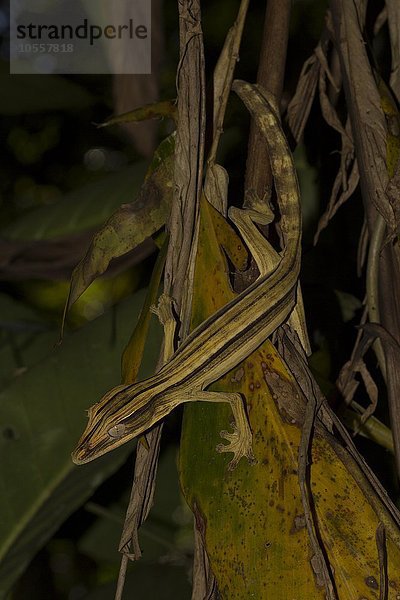 Blattschwanzgecko (Uroplatus lineatus)  Weibchen  Regenwald von Marojejy Nationalpark  Nordost-Madagaskar  Madagaskar  Afrika