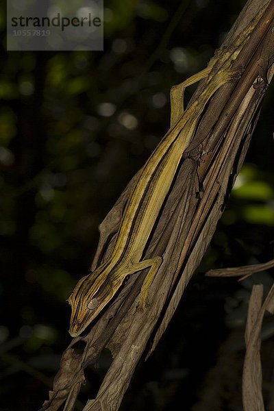 Blattschwanzgecko (Uroplatus lineatus)  Weibchen  getarnt  Regenwald von Marojejy Nationalpark  Nordost-Madagaskar  Madagaskar  Afrika