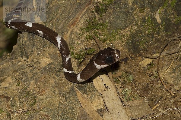 Schlange (Parastenophis betsileanus) im Regenwald von Marojejy Nationalpark  Nordost-Madagaskar  Madagaskar  Afrika