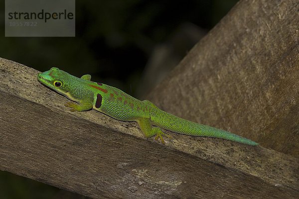 Pfauenaugen-Taggecko (Phelsuma quadriocellata lepida)  Regenwald von Marojejy Nationalpark  Nordost-Madagaskar  Madagaskar  Afrika