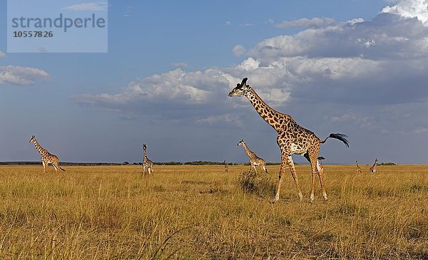 Giraffen (Giraffa camelopardalis)  Herde im Abendlicht  Masai Mara  Narok County  Kenia  Afrika