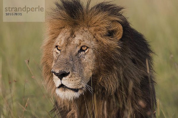 Männlicher Löwe (Panthera leo)  Portrait  Masai Mara  Narok County  Kenia  Afrika