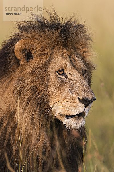 Portrait  männlicher Löwe (Panthera leo)  im warmen Morgenlicht  Masai Mara  Narok County  Kenia  Afrika