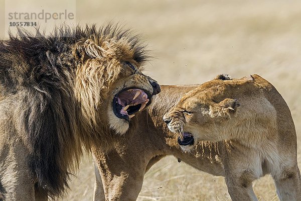 Löwenflirt  Löwen (Panthera leo) während der Paarung beim Vorspiel  Masai Mara  Narok County  Kenia  Afrika