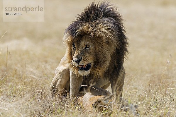 Löwen (Panthera leo) bei der Paarung  Masai Mara  Narok County  Kenia  Afrika