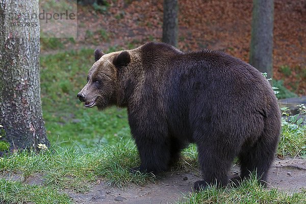 Braunbär (Ursus arctos) im Herbst  captive  Niedersachsen  Deutschland  Europa