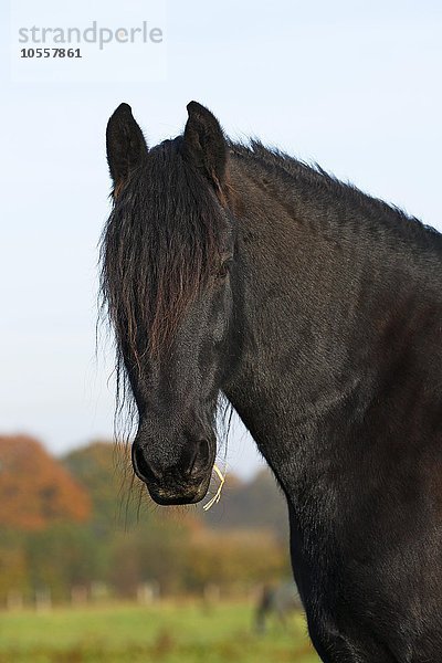 Schwarzes Pferd (Equus przewalskii f. caballus) Wallach