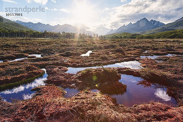Moorgebiet im Gegenlicht  Tierra del Fuego Nationalpark  Feuerland  Argentinien  Südamerika