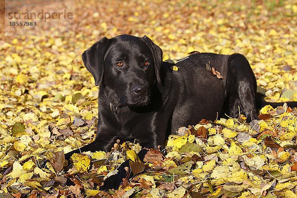 Schwarzer Labrador Retriever im Herbstlaub (Canis lupus familiaris) Rüde  Deutschland  Europa