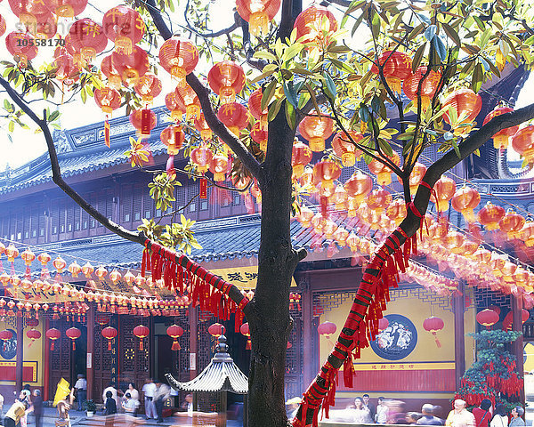 Laternen am Baum vor einem chinesischen Tempel  Shanghai  Shanghai  China