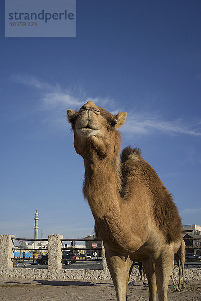 Niedriger Winkel Blick auf Kamel unter blauem Himmel