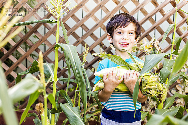 Gemischtrassiger Junge pflückt Mais im Garten