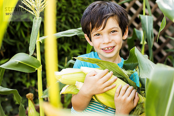 Gemischtrassiger Junge pflückt Mais im Garten