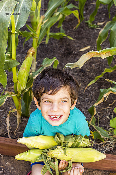 Gemischtrassiger Junge pflückt Mais im Garten