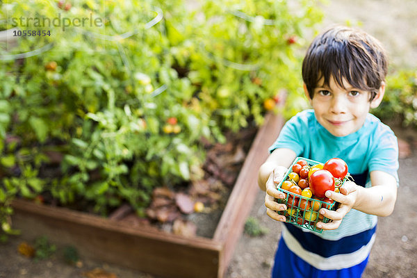 Gemischtrassiger Junge pflückt Gemüse im Garten