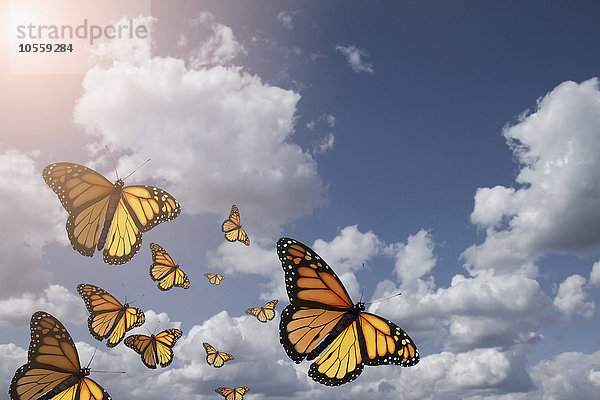 Niedriger Winkel Ansicht von Schmetterlingen fliegen in blauen Himmel