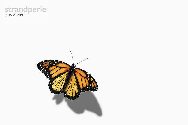 Nahaufnahme eines sitzenden Schmetterlings