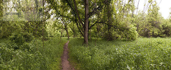 Schotterweg durch Gras im ländlichen Wald