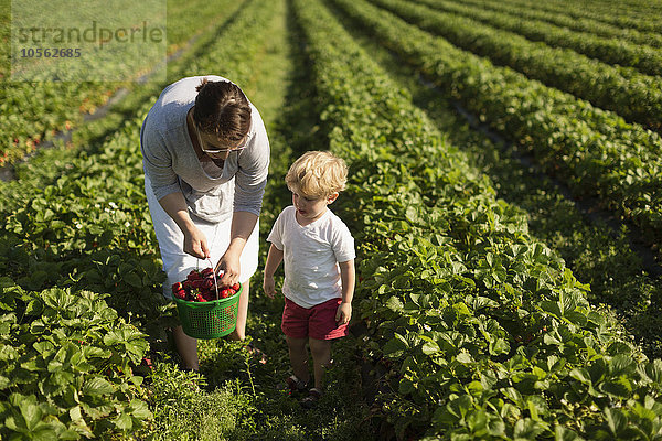 Mutter und Sohn pflücken Erdbeeren auf einem Feld