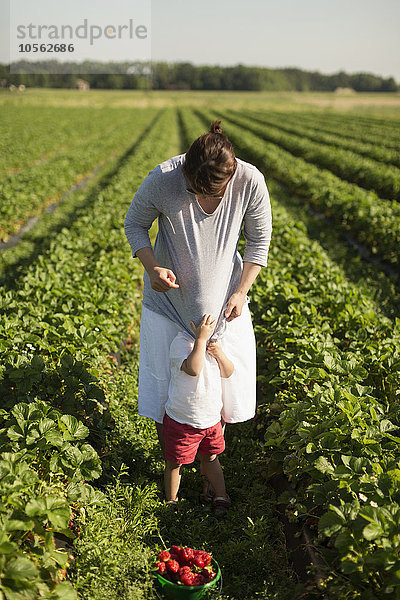 Mutter und Sohn pflücken Erdbeeren auf einem Feld