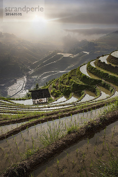Reisfeldhügel in abgelegener Landschaft