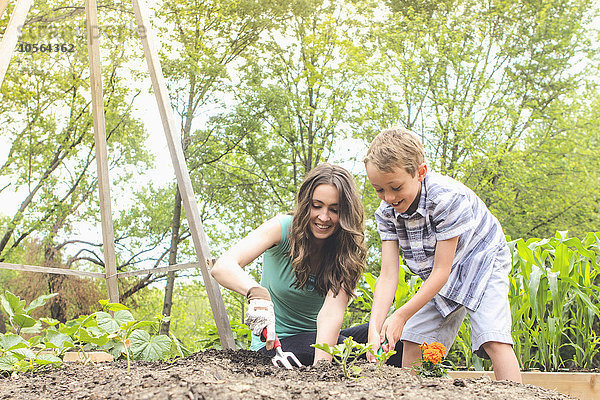 Mutter und Sohn pflanzen im Garten