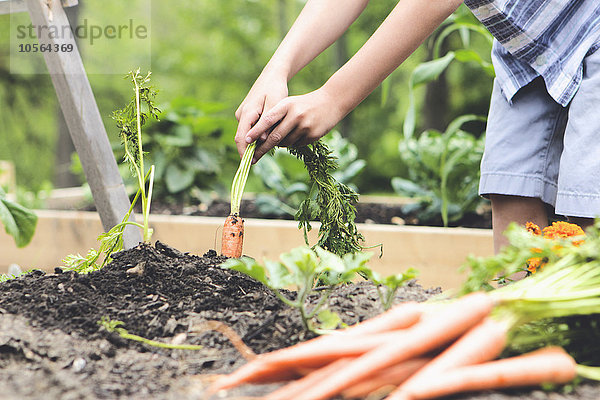 Kaukasischer Junge pflückt Möhren im Garten